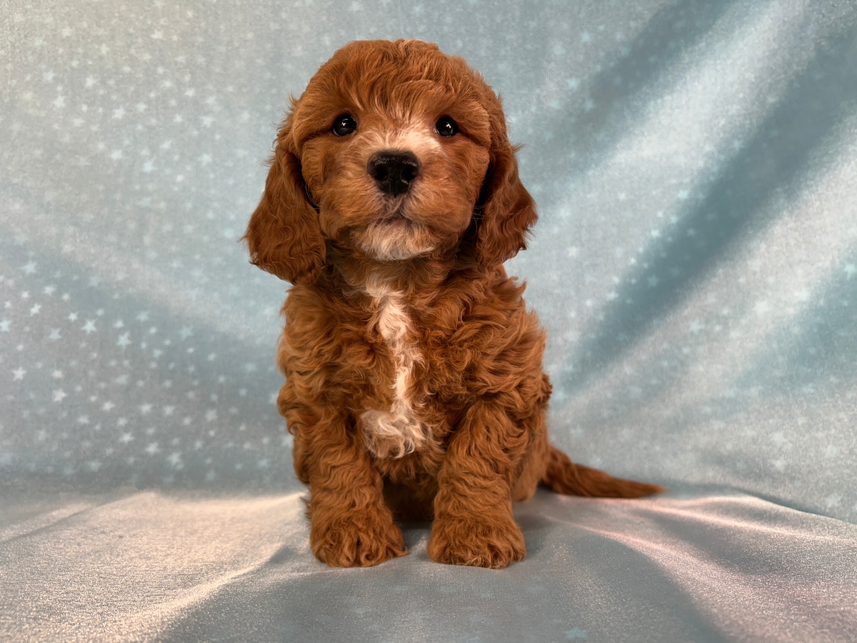Male Bichon Poodle Puppy for Sale DOB 10-16-25 $950